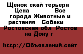 Щенок скай терьера › Цена ­ 20 000 - Все города Животные и растения » Собаки   . Ростовская обл.,Ростов-на-Дону г.